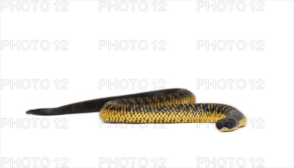 Tiger Snake (Notechis scutatus)