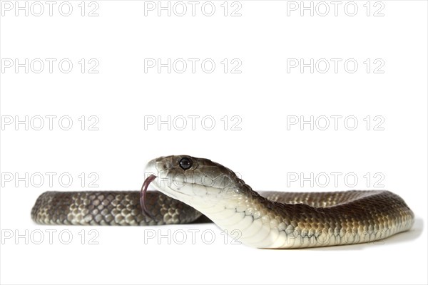 Tiger Snake (Notechis scutatus)