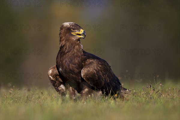 Steppe Eagle (Aquila nipalensis)