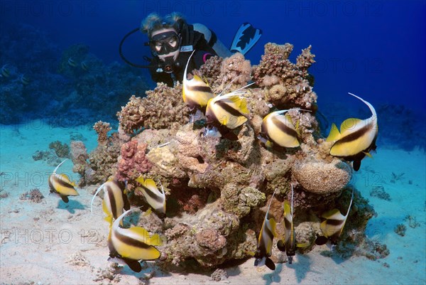 Scuba diver looking at Pennant Coralfish (Heniochus acuminatus)