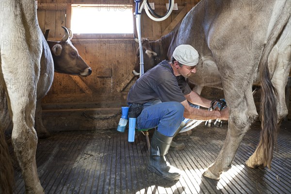 Dairyman milking cows in the morning