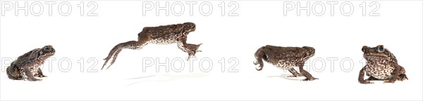 Cane Toad (Rhinella marina)