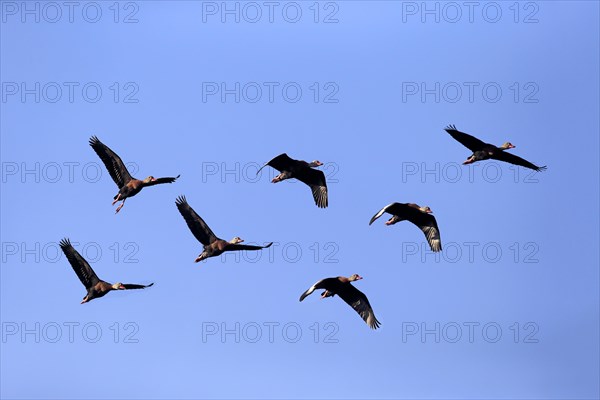 Black-bellied Whistling Ducks (Dendrocygna autumnalis)