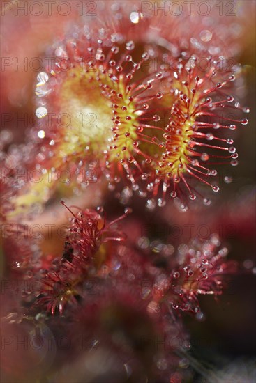 Sundew (Drosera rotundifolia)