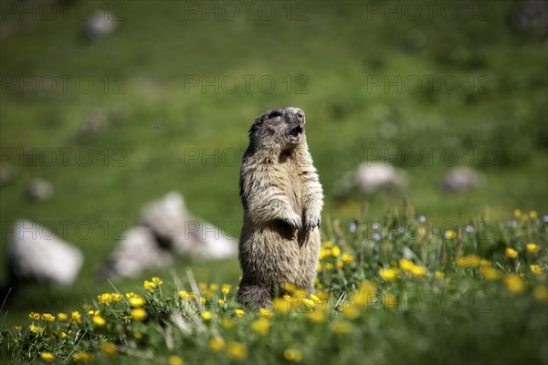 Alpine Marmot (Marmota marmota)