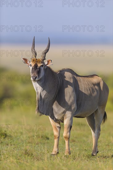 Common eland (Taurotragus oryx) in savanna