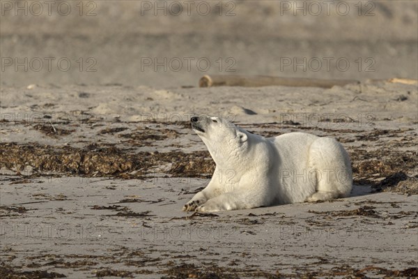 Polar Bear (Ursus maritimus)