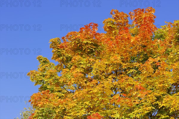 Norway Maple (Acer platanoides) in autumn