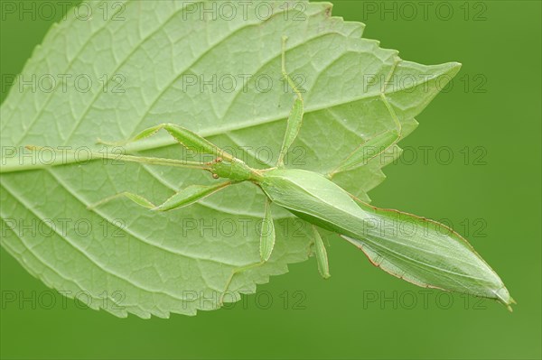 Leaf Insect (Phyllium philippinicum