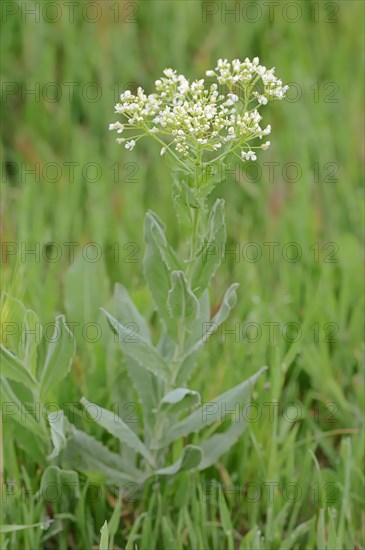 Whitetop (Lepidium draba