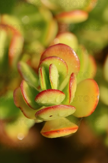 Silver Dollar Plant (Crassula arborescens)