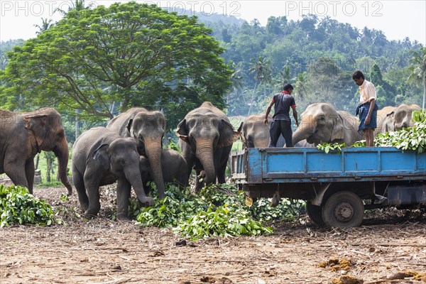 Asian elephant (Elephas maximus)