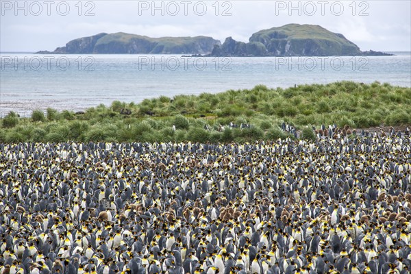 A large colony of King Penguins (Aptenodytes patagonicus)