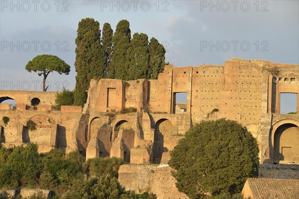 Ruins of Domus Augustana on Palatine Hill with Pines (Pinus pinea)