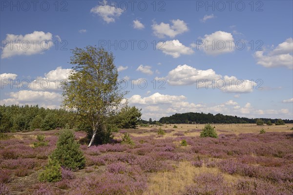 Open heath with birch (Betula sp.)