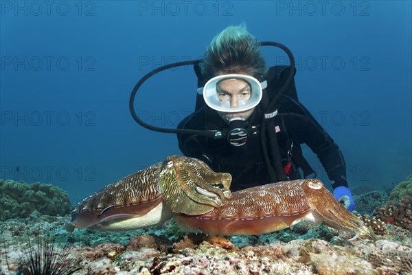 Diver watching two Broadclub Cuttlefish (Sepia latimanus)