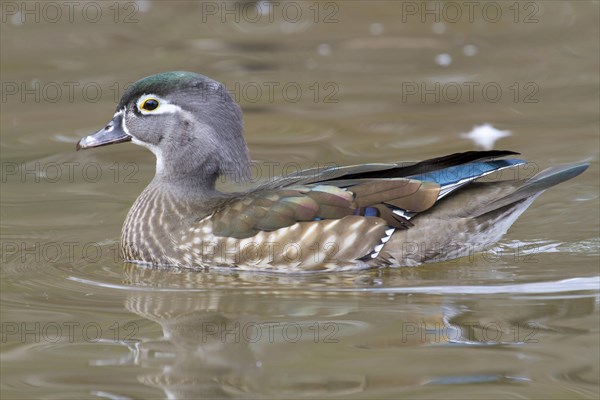 Wood Duck (Aix sponsa)