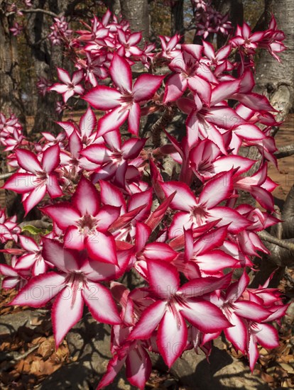 Impala Lily (Adenium multiflorum)