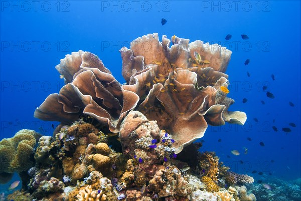 Solitary Montipora Coral (Montipora sp.)