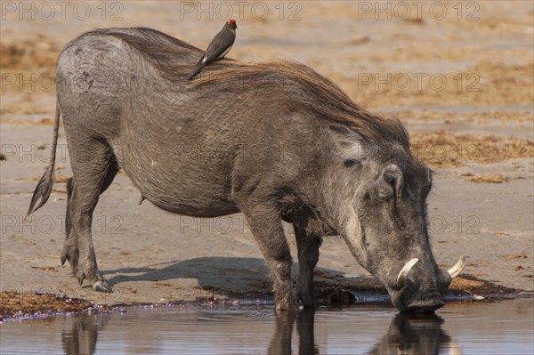 Warthog (Phacochoerus arthiopicus) with a Red-billed Oxpecker (Buphagus erythrorhynchus)