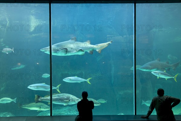 Two Oceans Aquarium