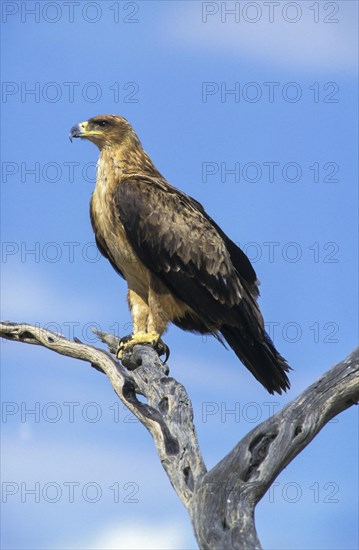 Tawny Eagle (Aquila rapax)