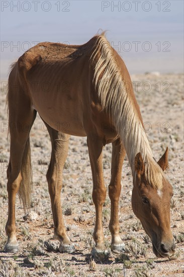 Wild horse in the Namib Desert