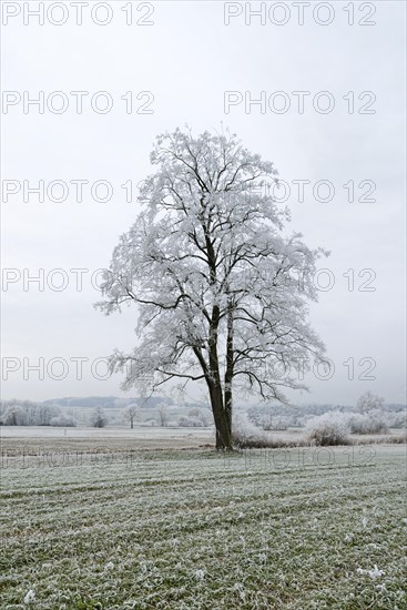 Black Alder (Alnus glutinosa) with hoarfrost