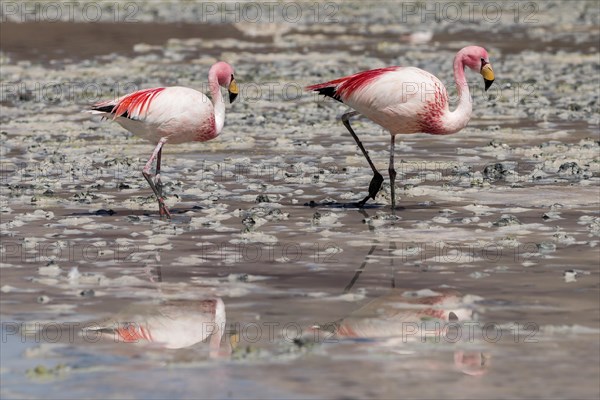 Andean flamingos (Phoenicoparrus andinus)