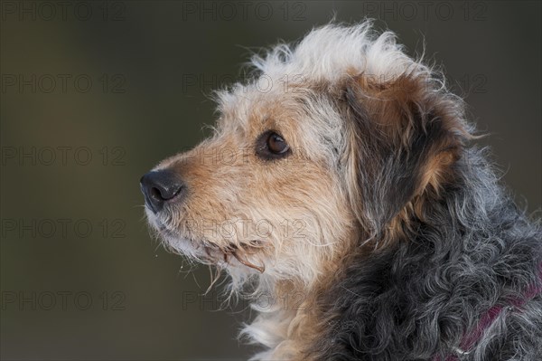 Bosnian Coarse-haired Hound or Barak-hybrid