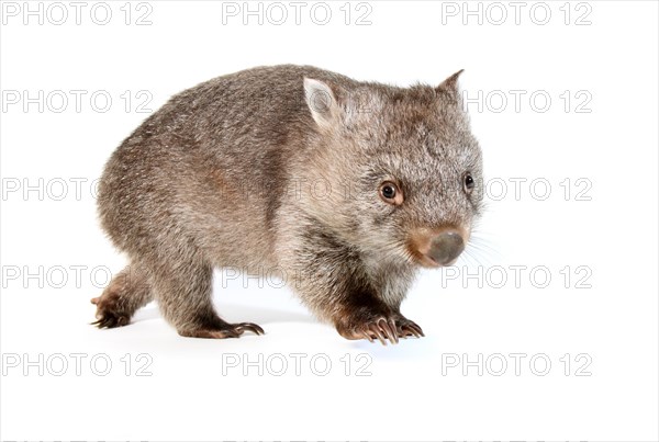 Common Wombat (Vombatus ursinus)