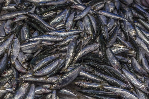 Fresh anchovies at a market stall