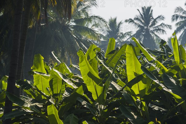 Green leaves of banana plants (Musa acuminata) in a plantation surrounded by coconut trees between the ruins of the former Vijayanagara Empire