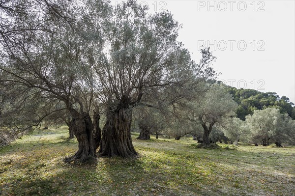 Ancient olive trees