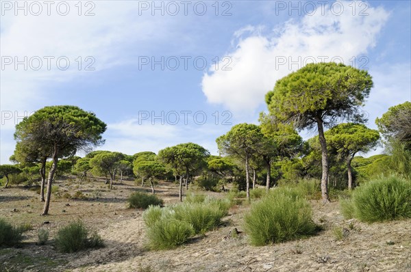 Pine forest