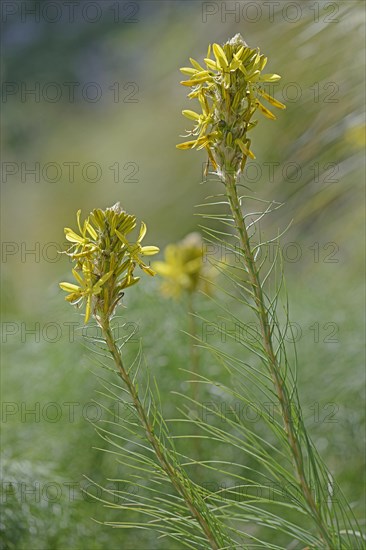 King's Spear or Yellow Asphodel (Asphodeline lutea)