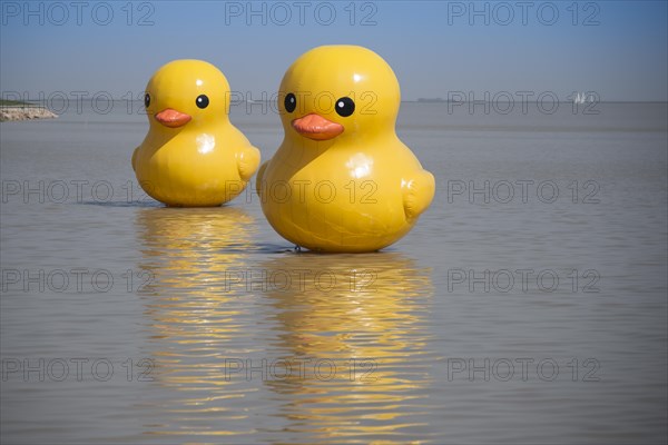 Rubber ducks on Lake Tai