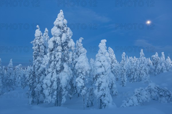 Finnish winter forest at twillight