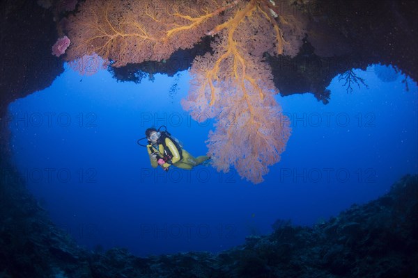 Scuba diver in a large underwater cave with Giant Sea Fan (Annella mollis)