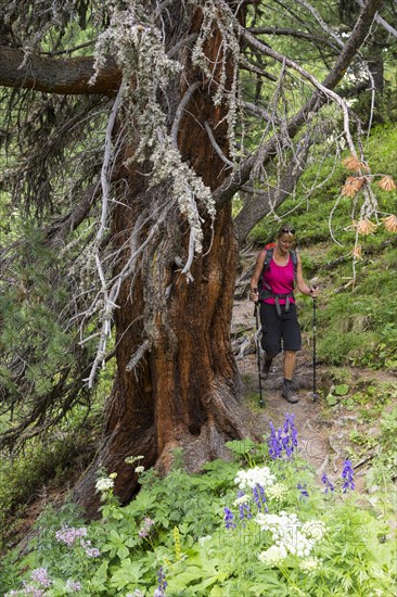 Woman hiking through the pine forest