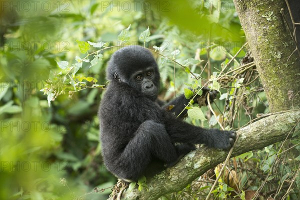 Mountain Gorilla (Gorilla beringei beringei)