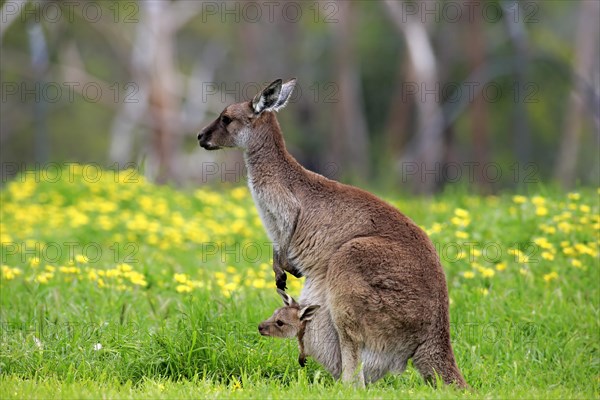 Kangaroo Island Kangaroos (Macropus fuliginosus fuliginosus)