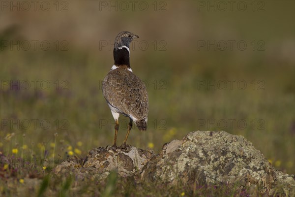 Little Bustard (Tetrax tetrax)