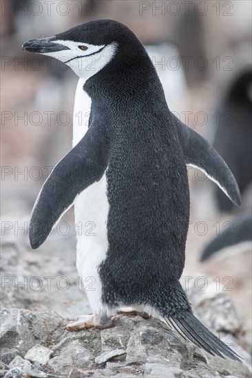 Chinstrap Penguin (Pygoscelis antarcticus)