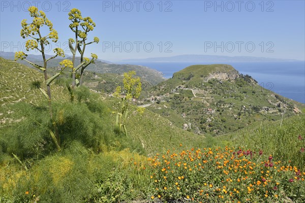 Giant Fennel (Ferula communis)