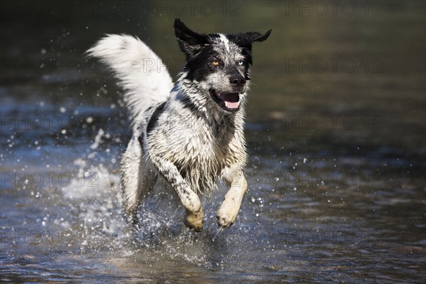 Husky Munsterlander Labrador mixed-breed dog