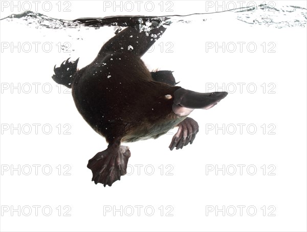 Duck-billed Platypus (Ornithorhynchus anatinus)