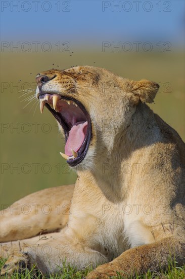 Lioness (Panthera leo) yawning