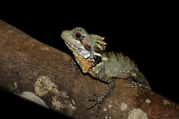 Boyd's Forest Dragon (Hypsilurus boydii)