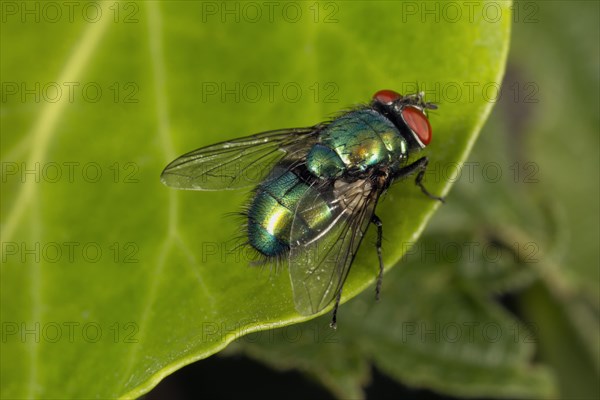 Bluebottle fly (Calliphora vomitoria)